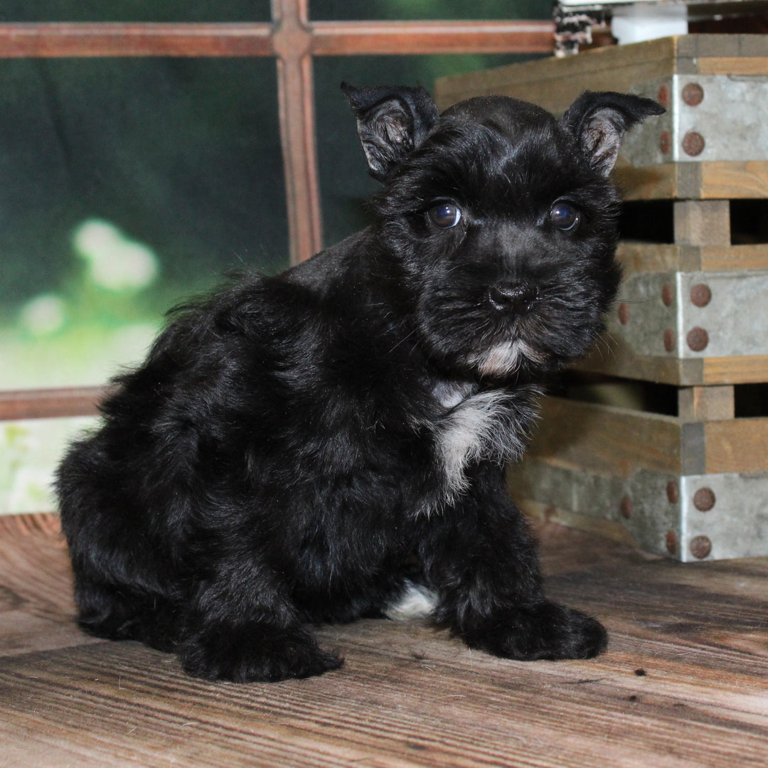 Min Schnauzer 4591 Girl