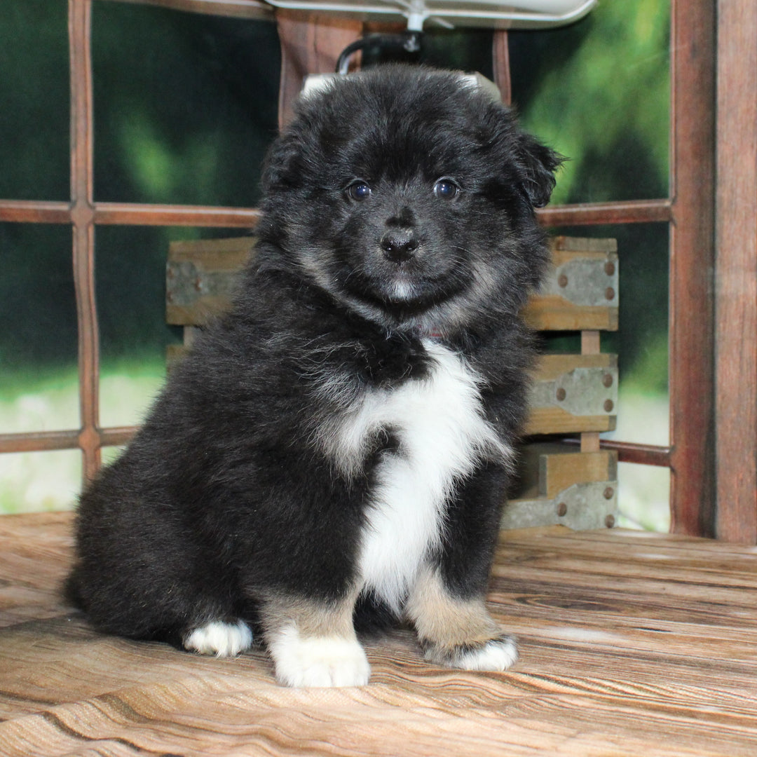 Sheltie/Pomeranian 4608 Girl