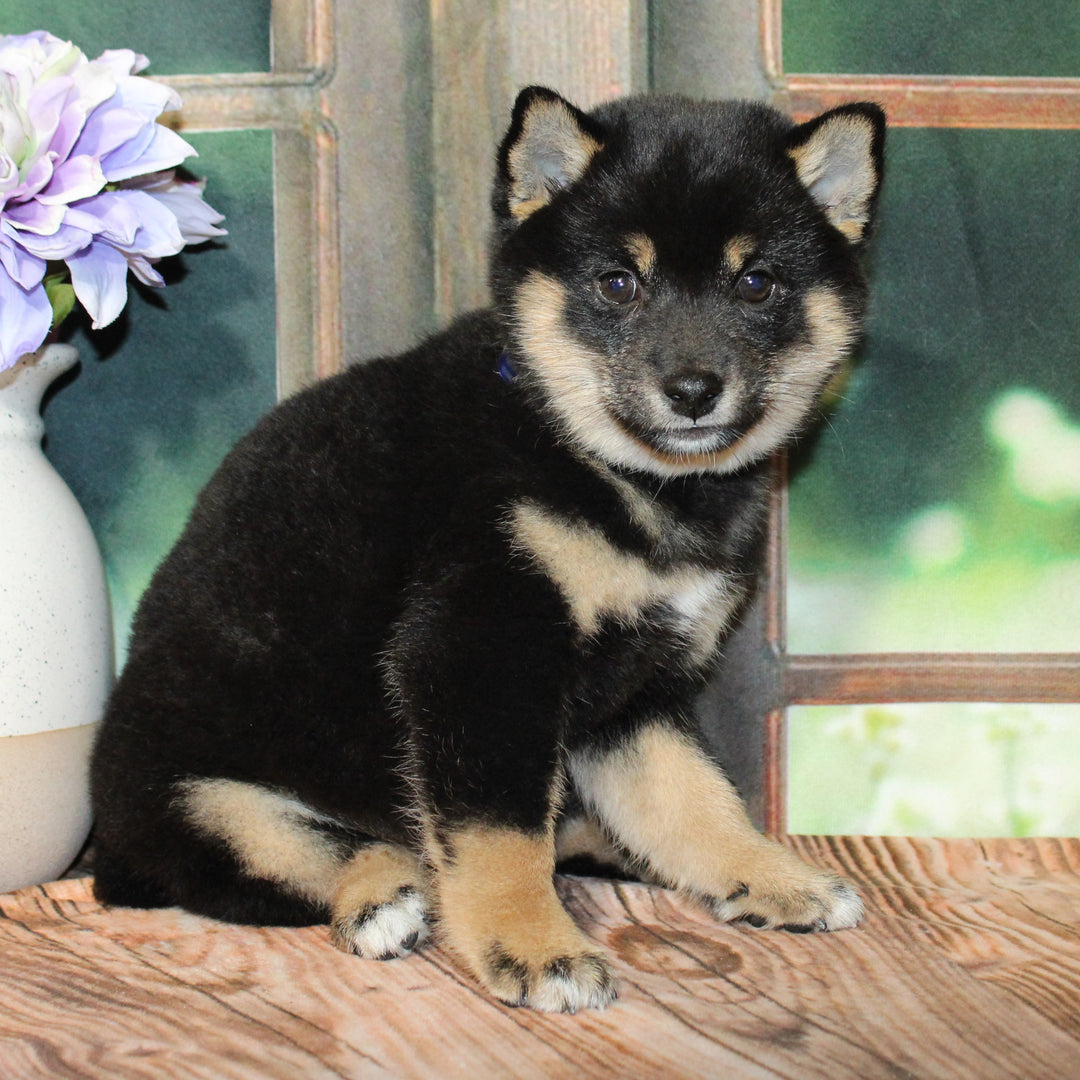 Shiba Inu 8943 Girl