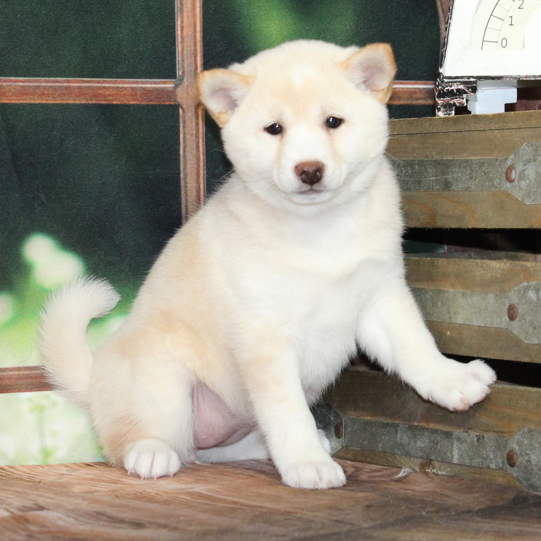 Shiba Inu 9372 Girl