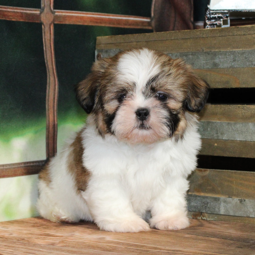 Shih Tzu 4547 Boy