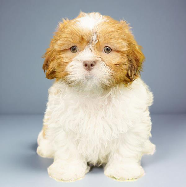 Shih Tzu 1288 Boy