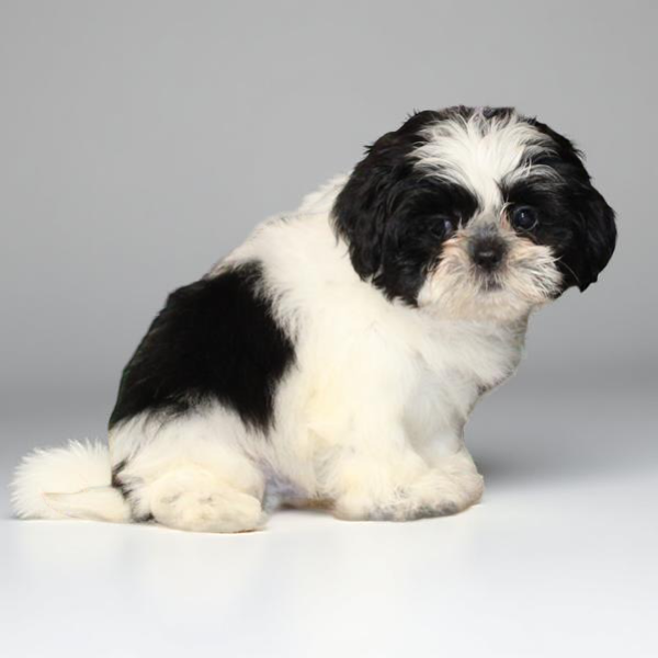 Shih Tzu 2412 Boy