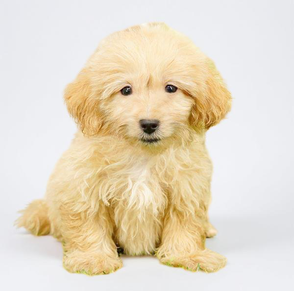Shizapoo 0159 Boy