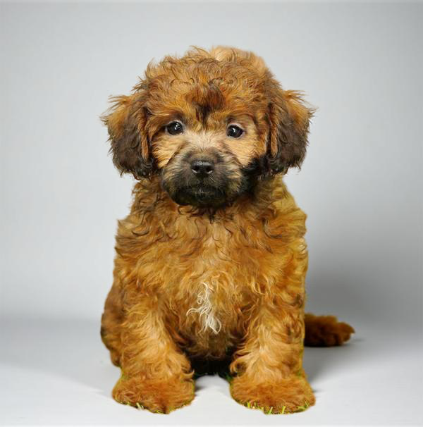 Shizapoo 0733 Boy
