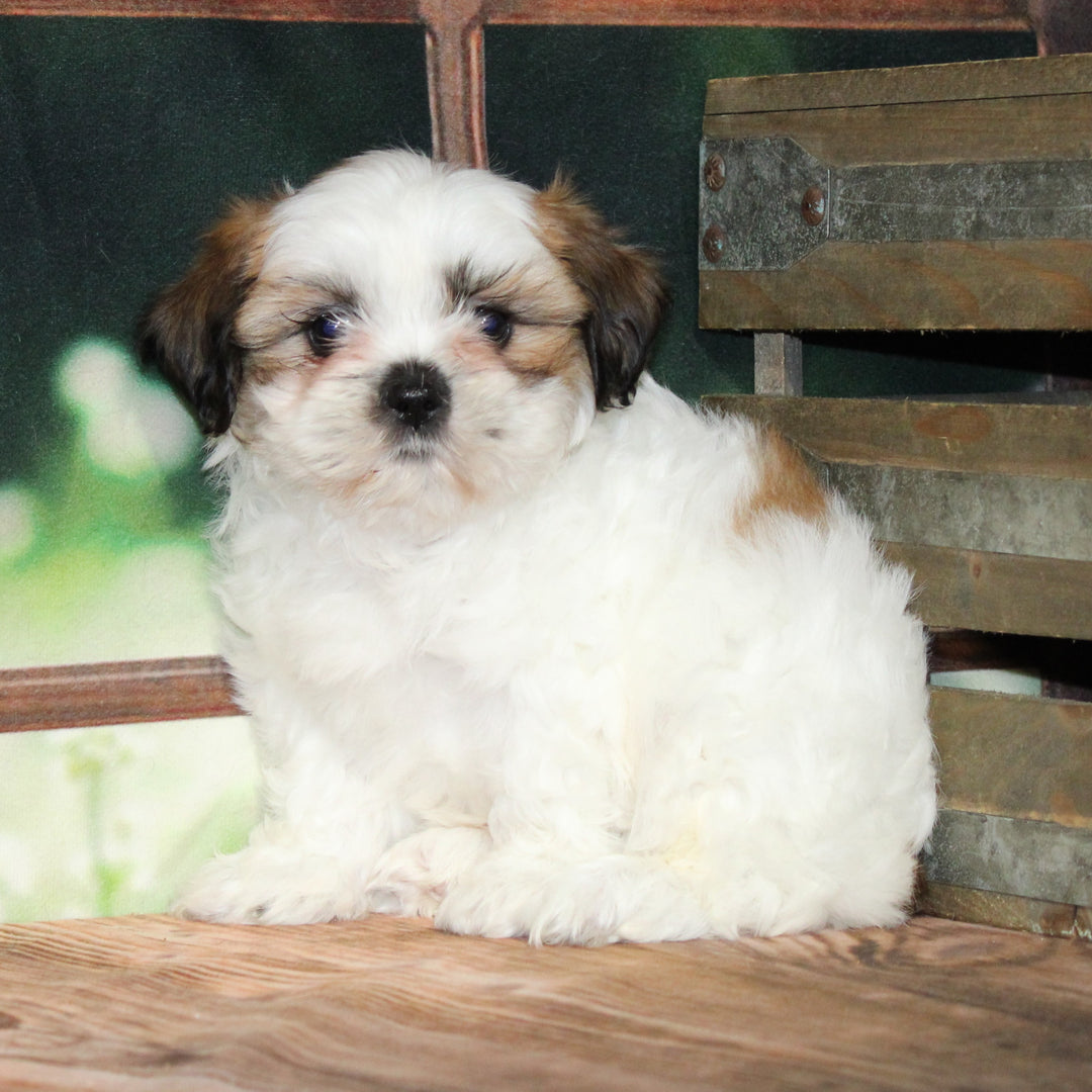 Shih Tzu/Teddy Bear 9359 Girl