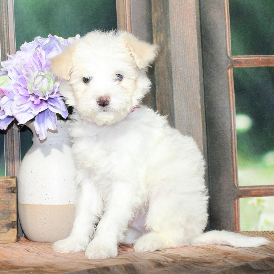 Bichapoo 8419 Boy