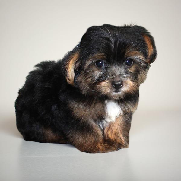 Yorkie 2301 Boy