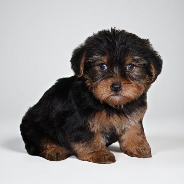 Yorkie 2335 Boy