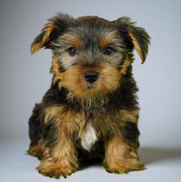 Yorkie 2604 Boy