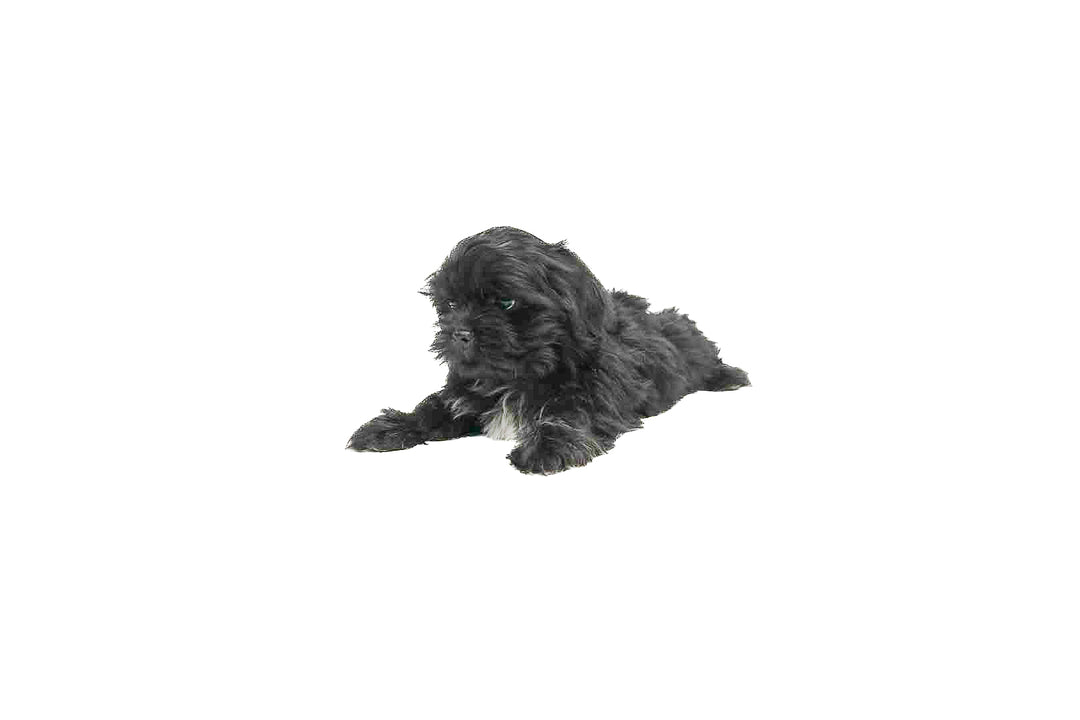 Shih Tzu 8971 Boy