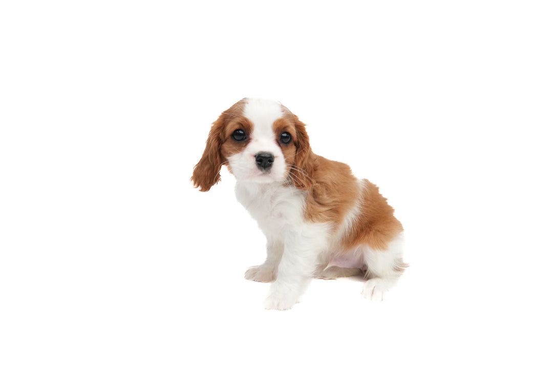 Cavalier King 9112 Boy