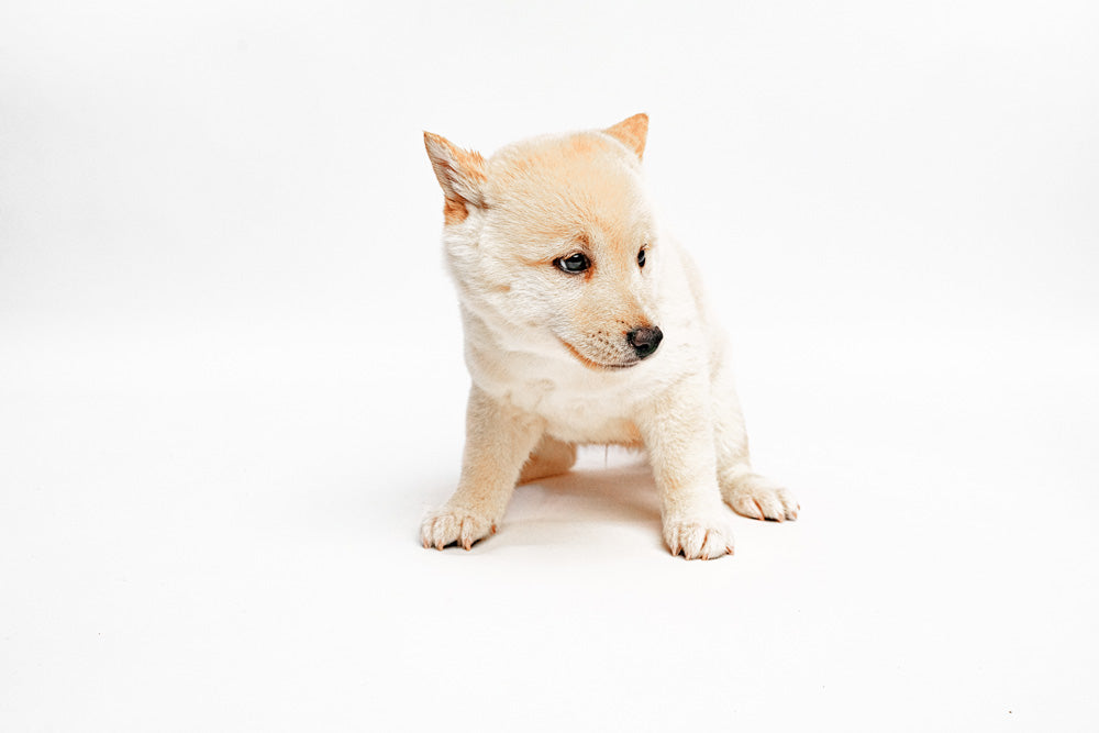 Shiba Inu 9140 Boy