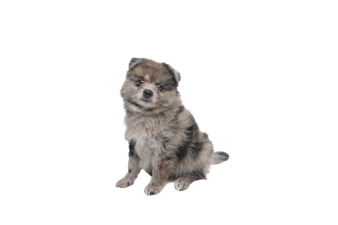 Pomeranian 9210 Boy