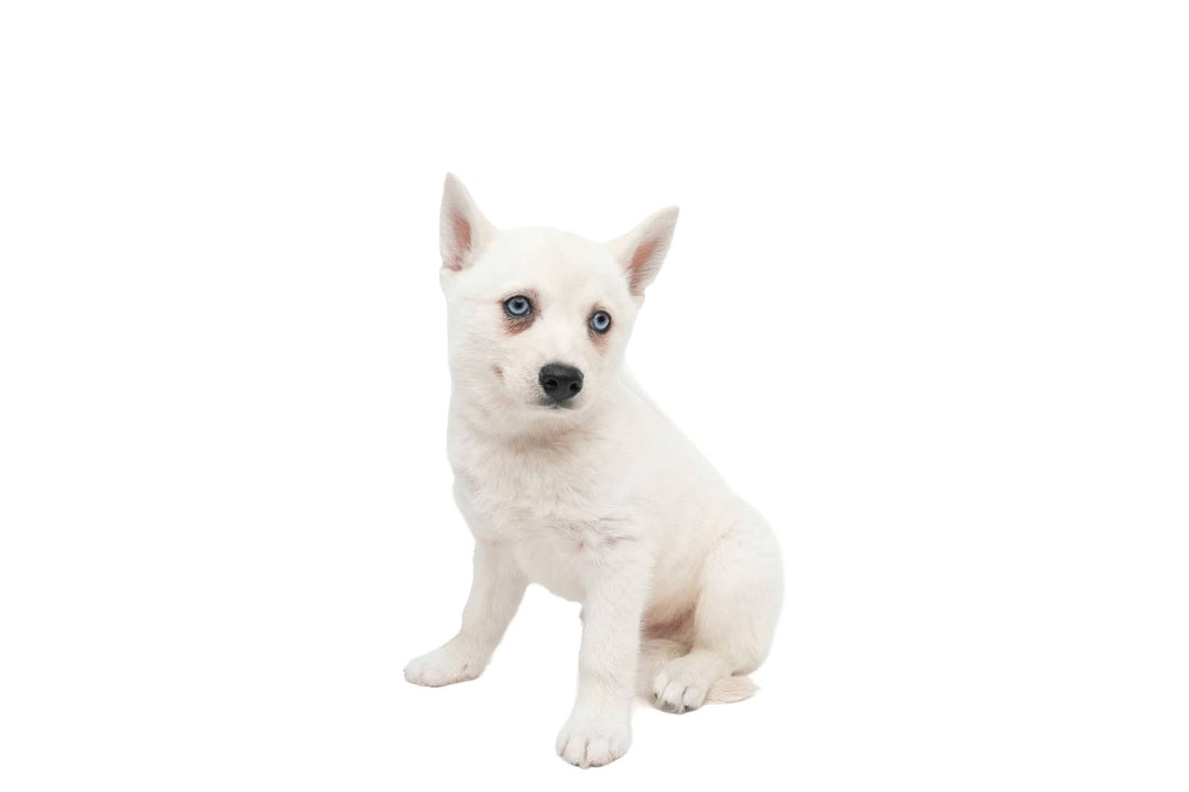 Klee Kai 9278 Boy