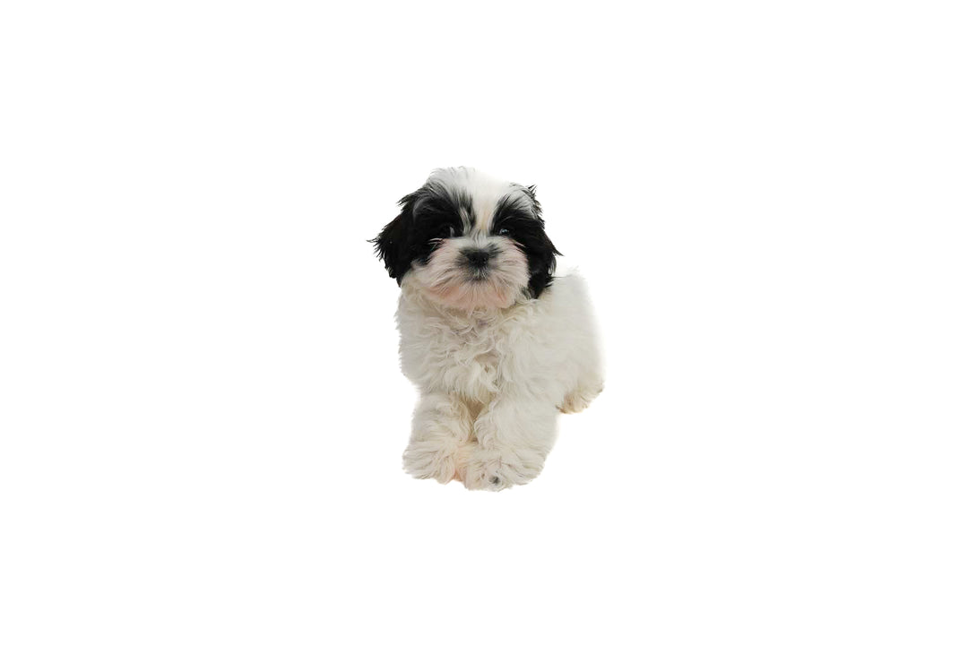 Shih Tzu 9369 Boy