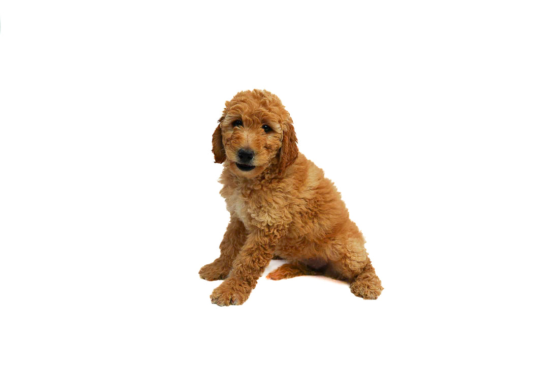 Goldendoodle 2 Gen 9386 Girl