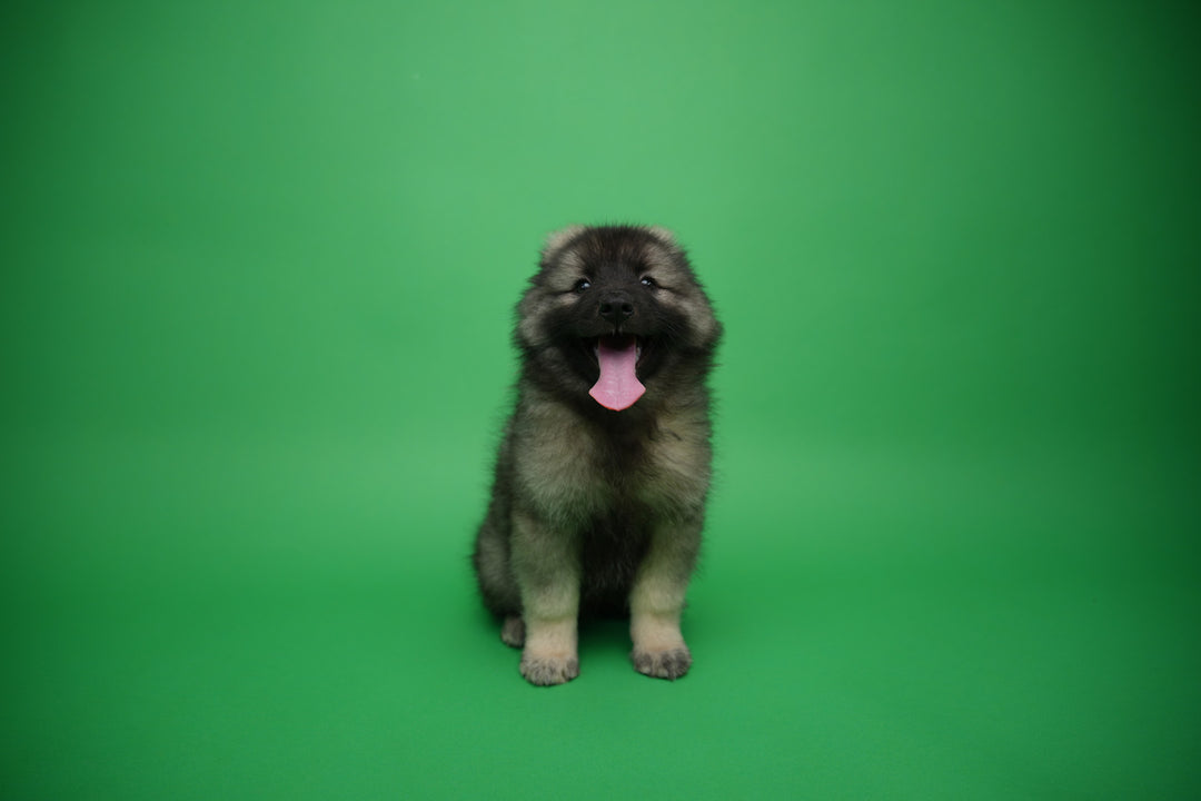 Keeshond 9448 Girl