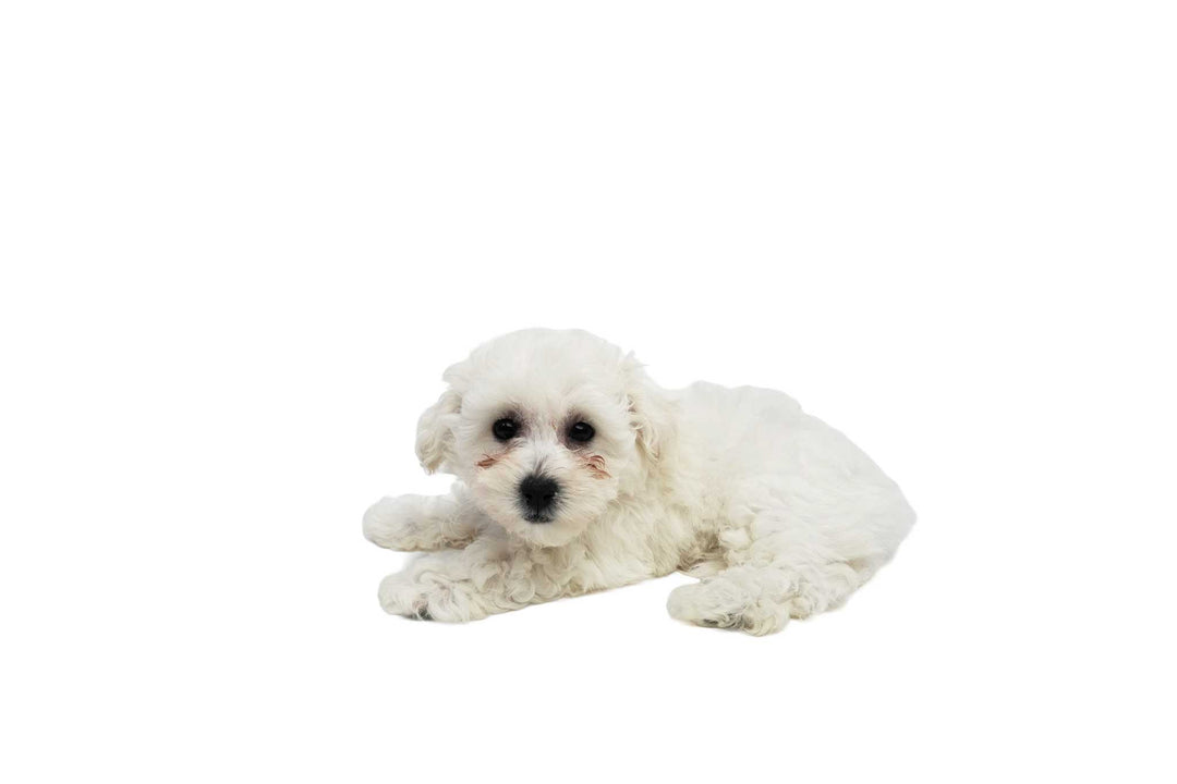 Bichon 9611 Girl