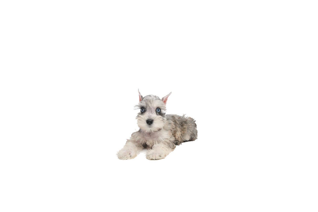 Confetti Schnauzer/Min Schnauzer 9618 Girl