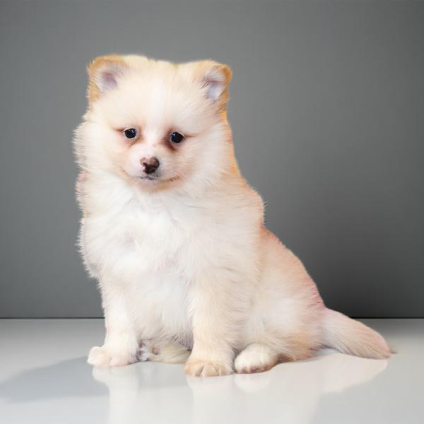 Pomeranian 9656 Boy