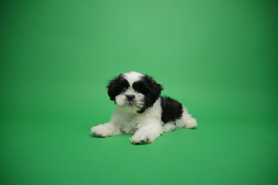 Shih Tzu 9871 Girl