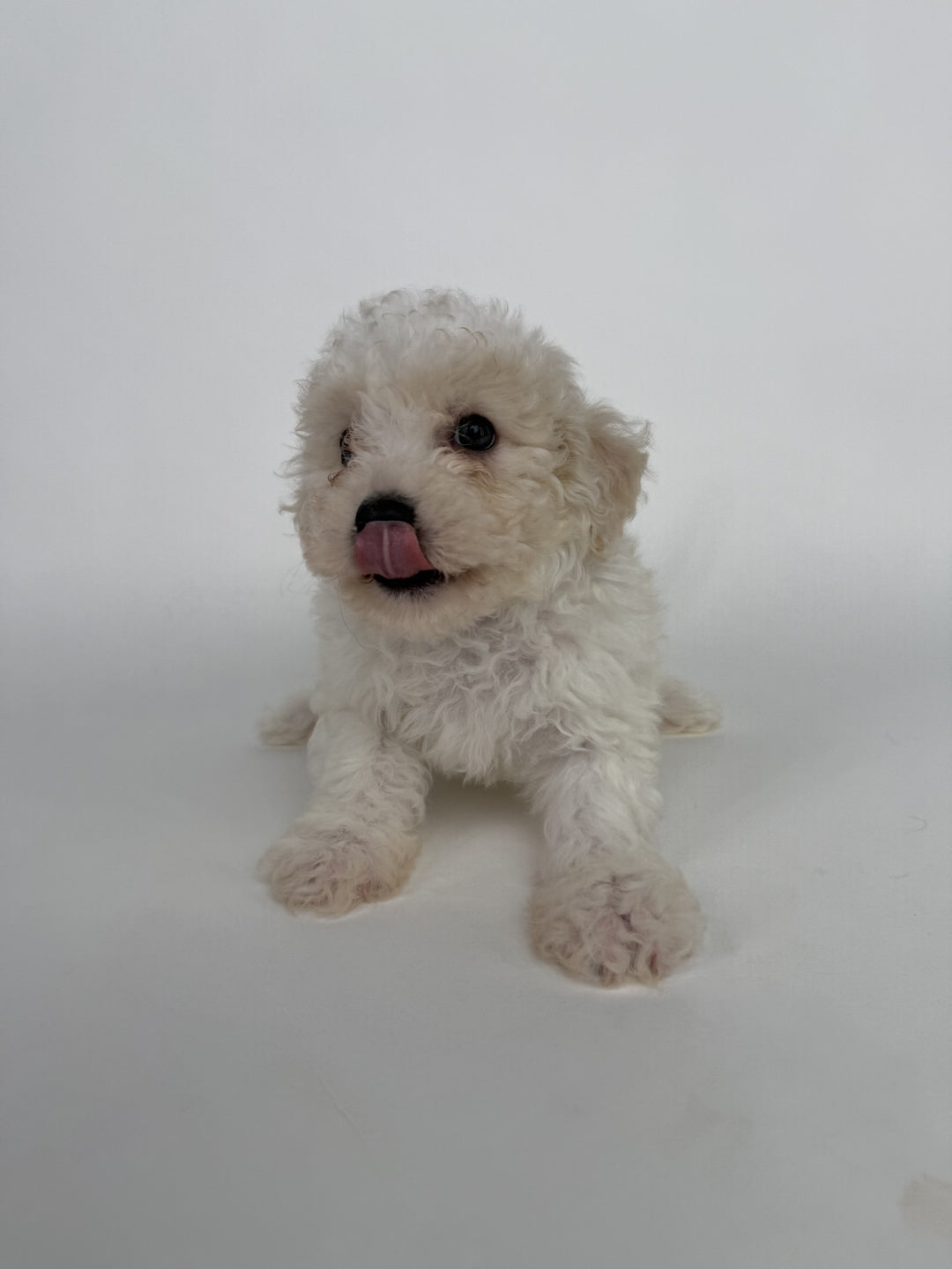 Bichon 9029 Boy