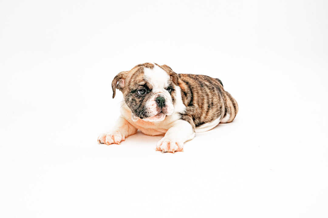 English Bulldog 7448