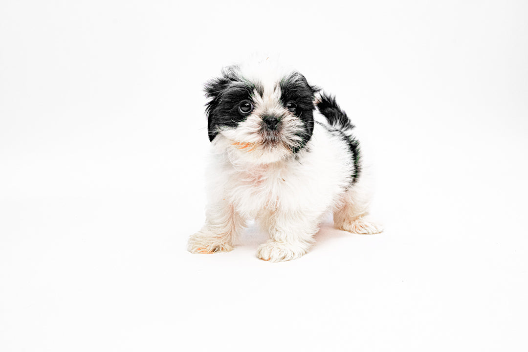 Shih Tzu 0956