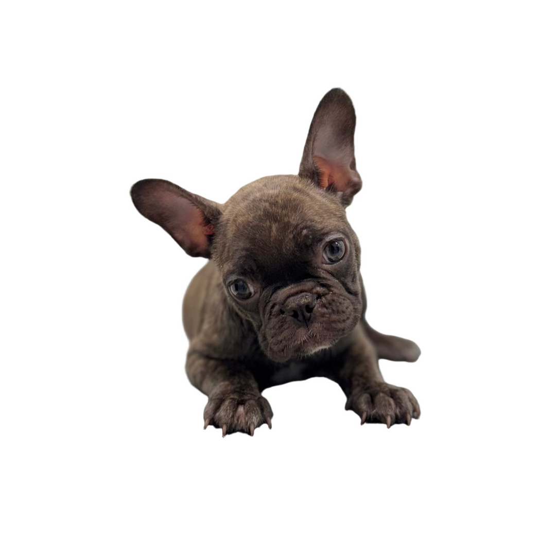 FRENCH BULLDOG 1664 GIRL