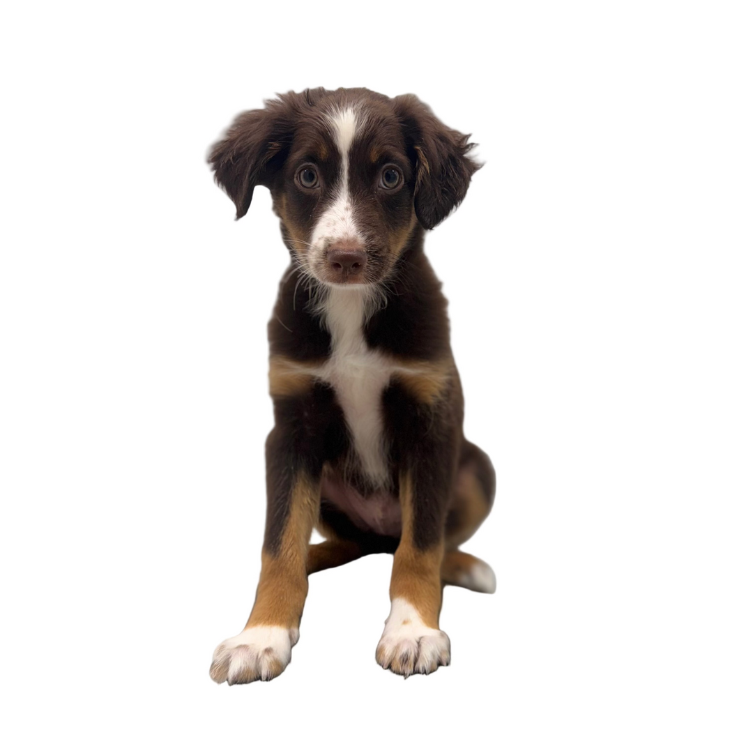 AUSTRALIAN SHEPHERD 2911 BOY