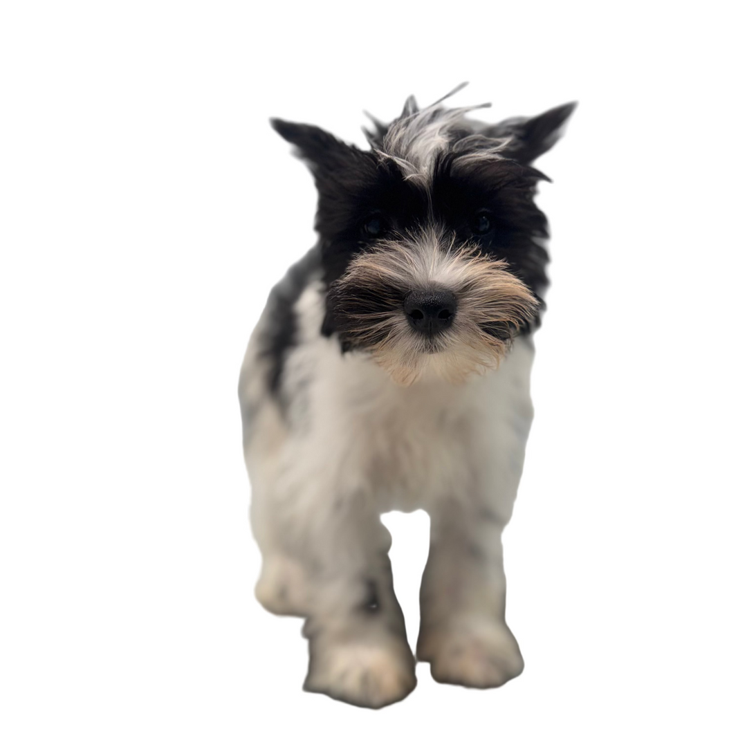 MINI SCHNAUZER 9614 BOY