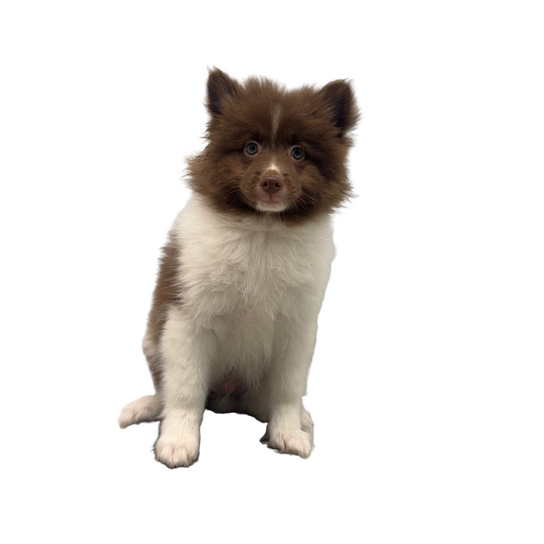 POMERANIAN 9317 BOY