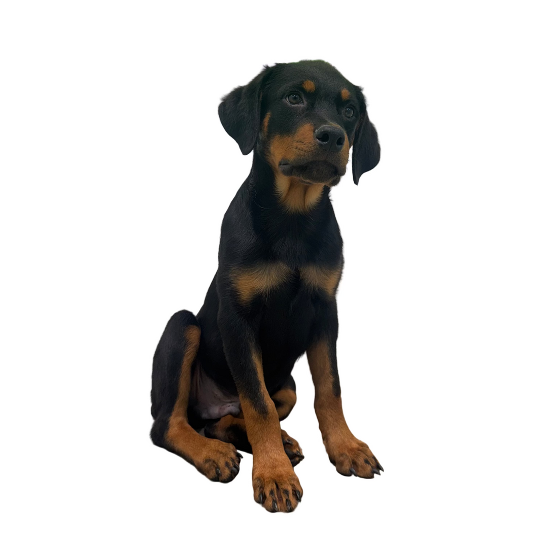 ROTTWEILER 2969 BOY