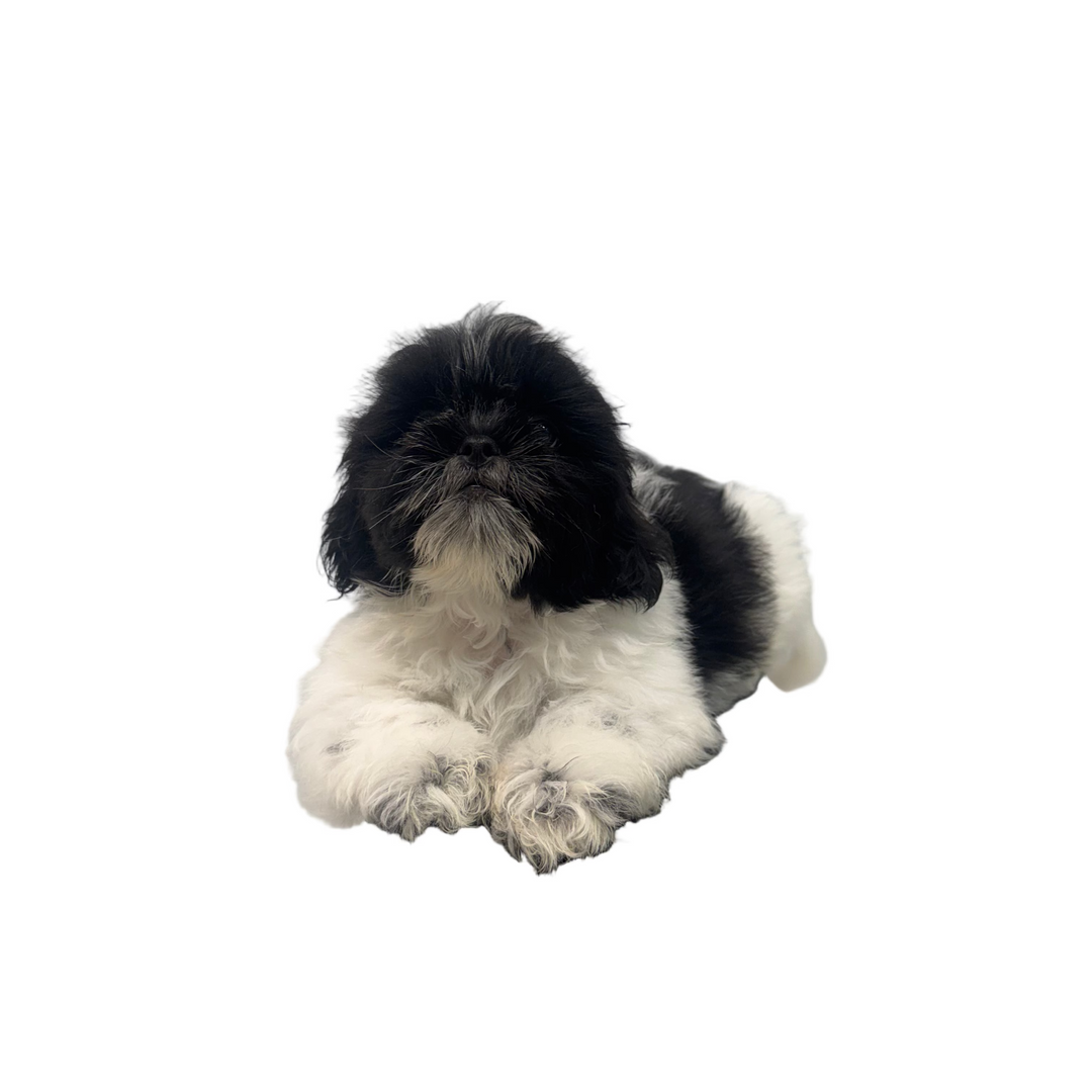 SHIH TZU 6651 BOY