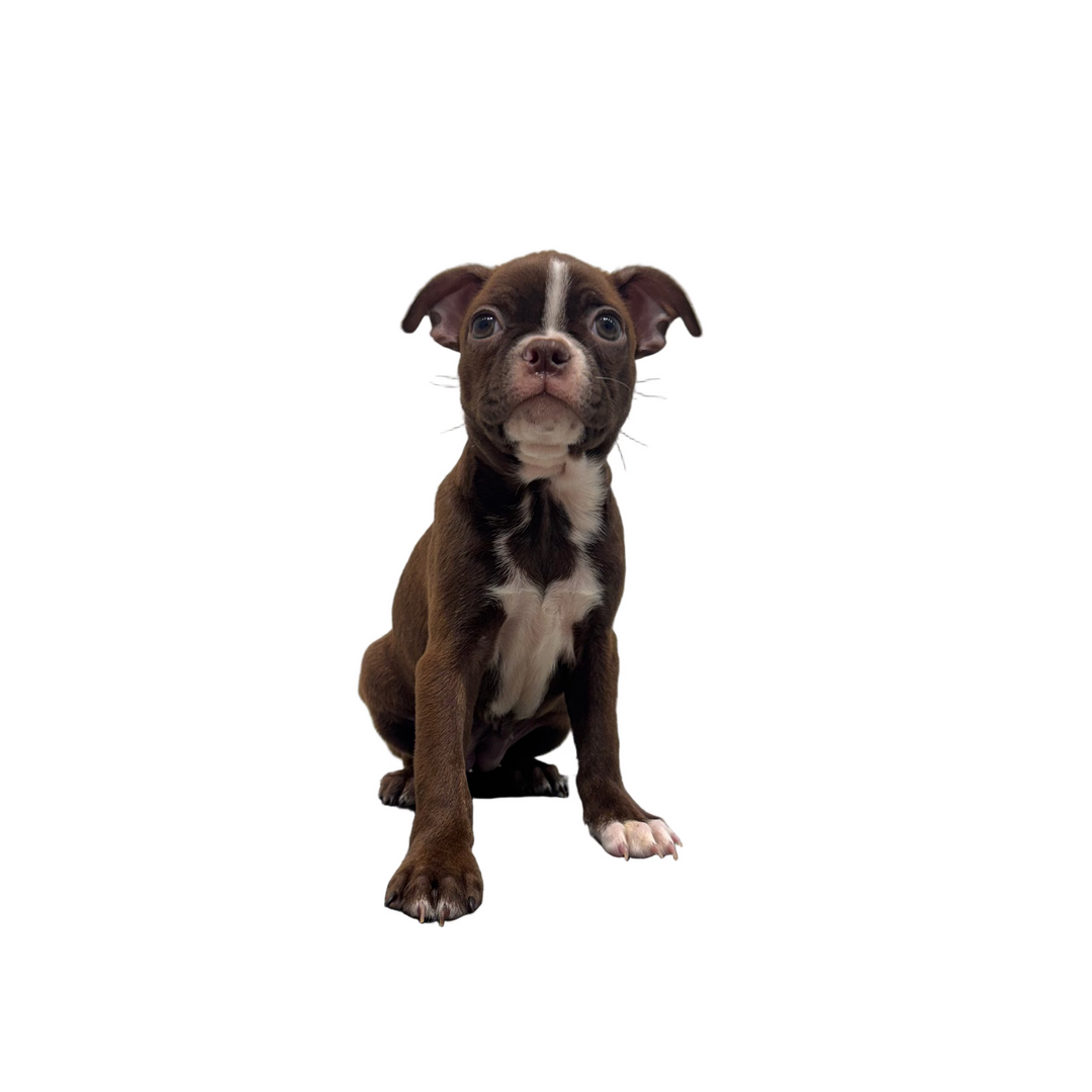 BOSTON TERRIER 9670 GIRL