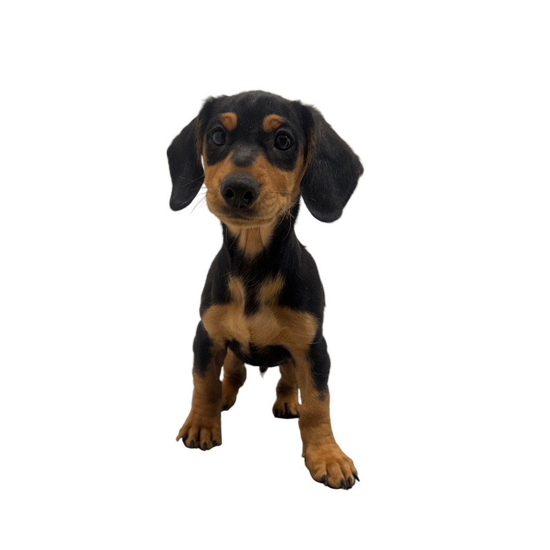 DACHSHUND/CHIWEENIE MIX 9653 BOY