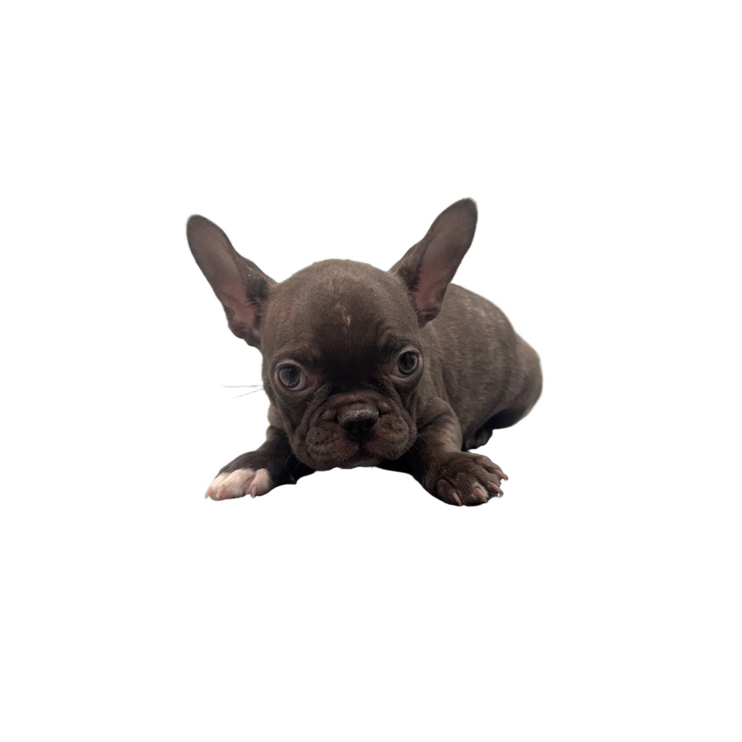 FRENCH BULLDOG 1667 GIRL