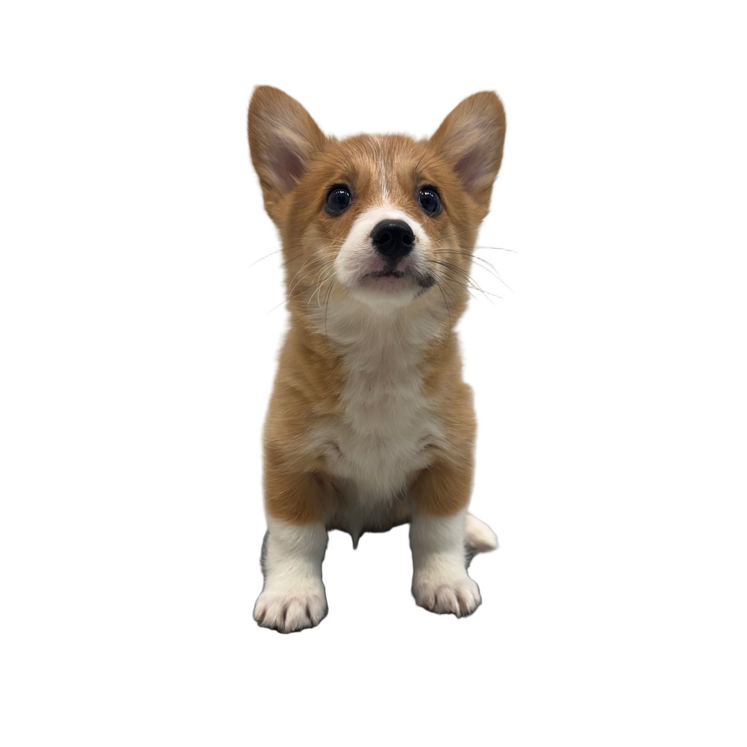 P.W CORGI 9649 GIRL