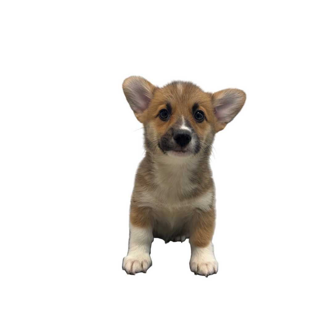 P.W CORGI 9706 GIRL