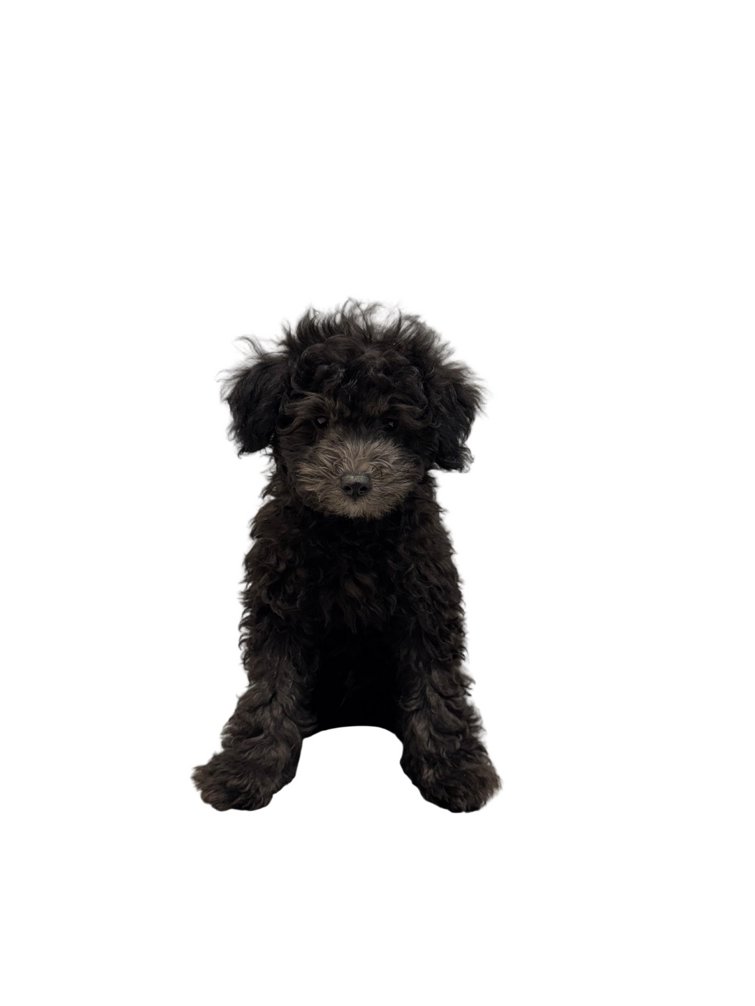 POODLE 2662 BOY