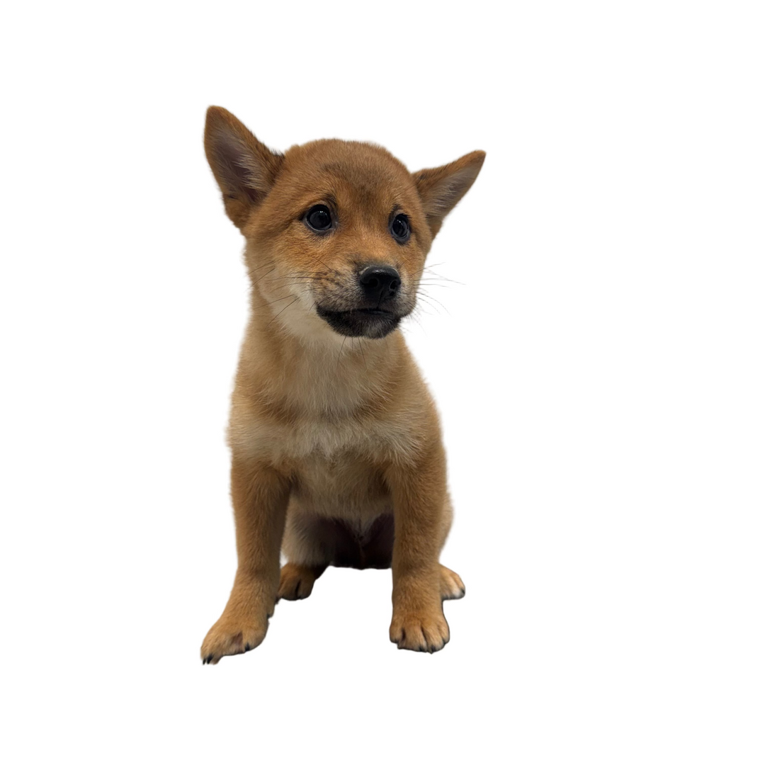 SHIBA INU 6850 BOY