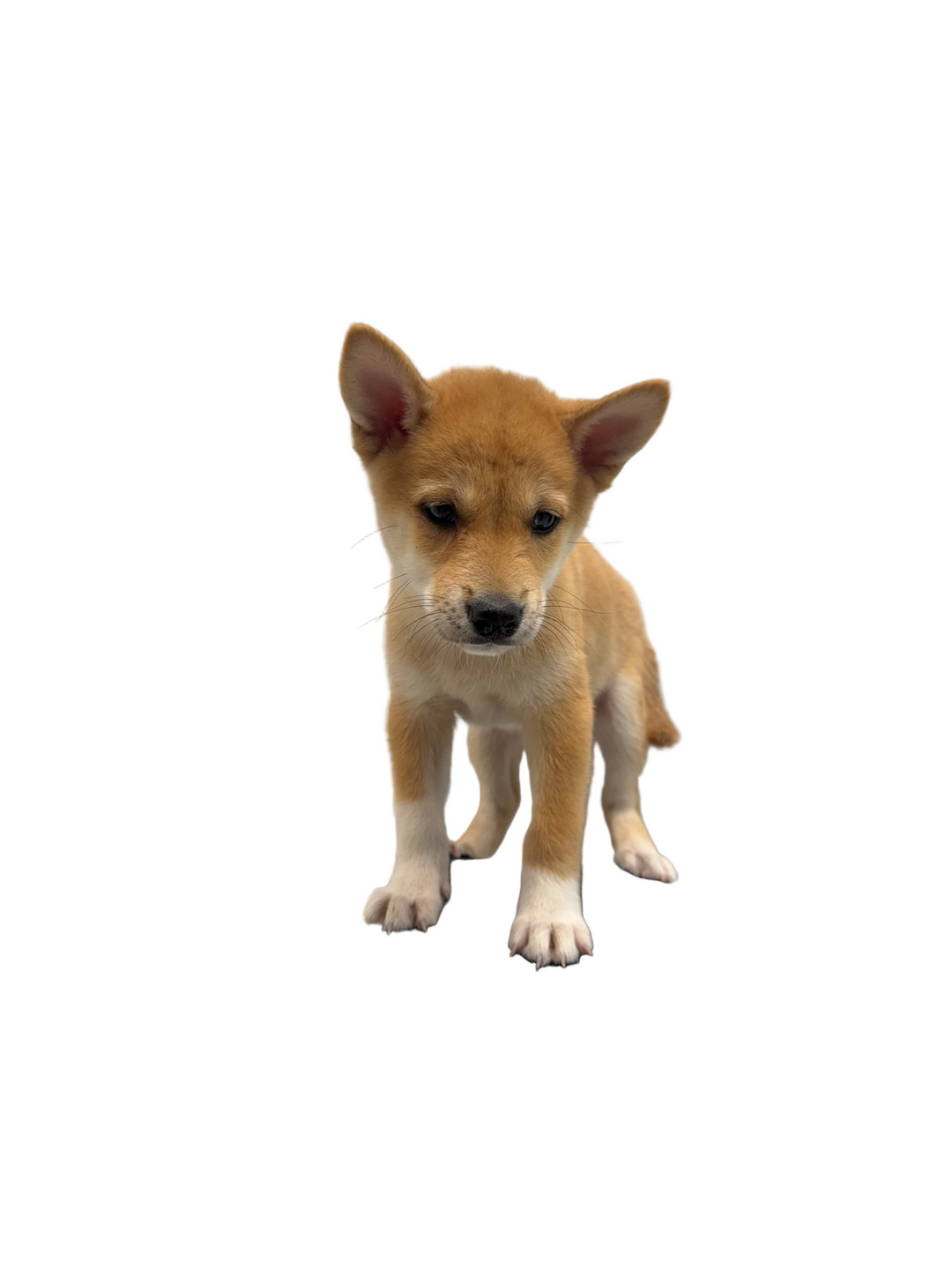 SHIBA INU 9680 BOY