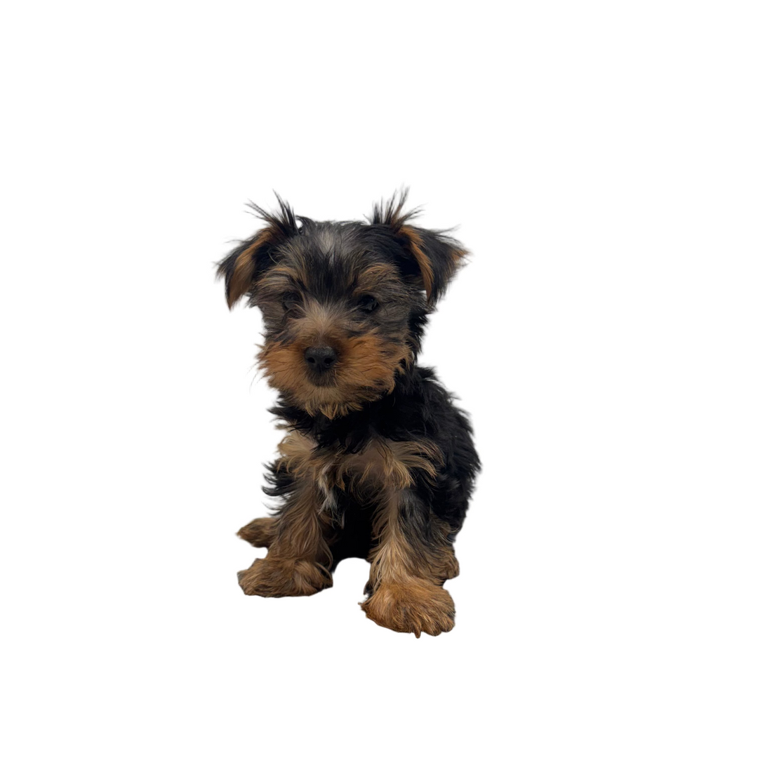 YORKIE TERRIER BOY 9680