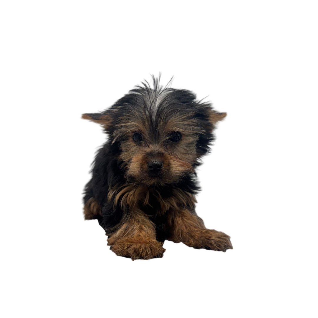 YORKIE TERRIER 3355 BOY