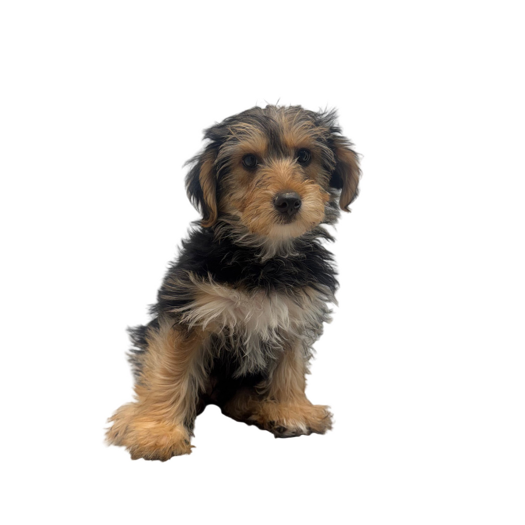 YORKIEPOO 0455 BOY