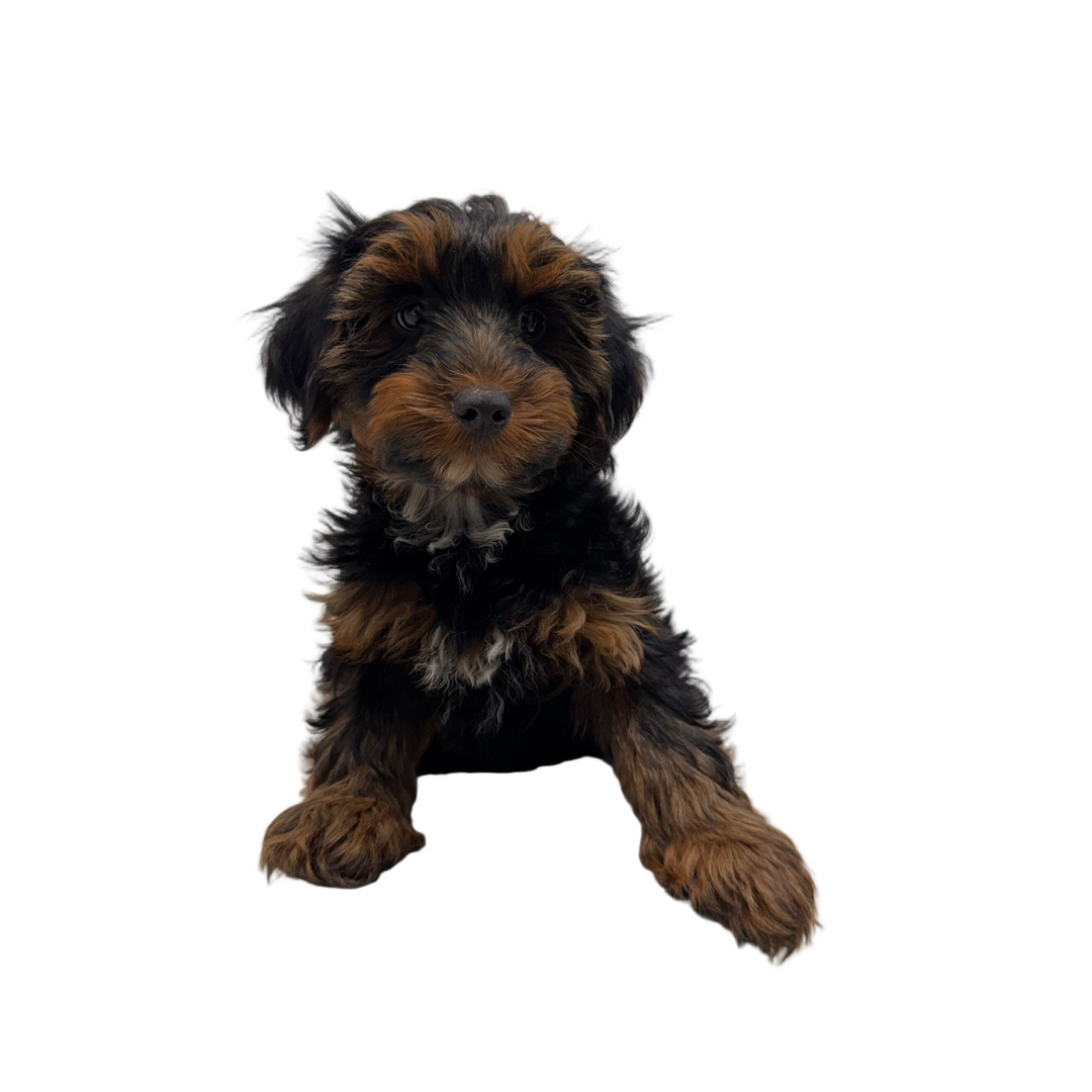 YORKIEPOO 9016 BOY