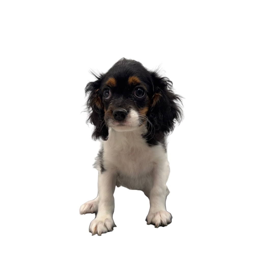 CAVAPOO 5545 BOY