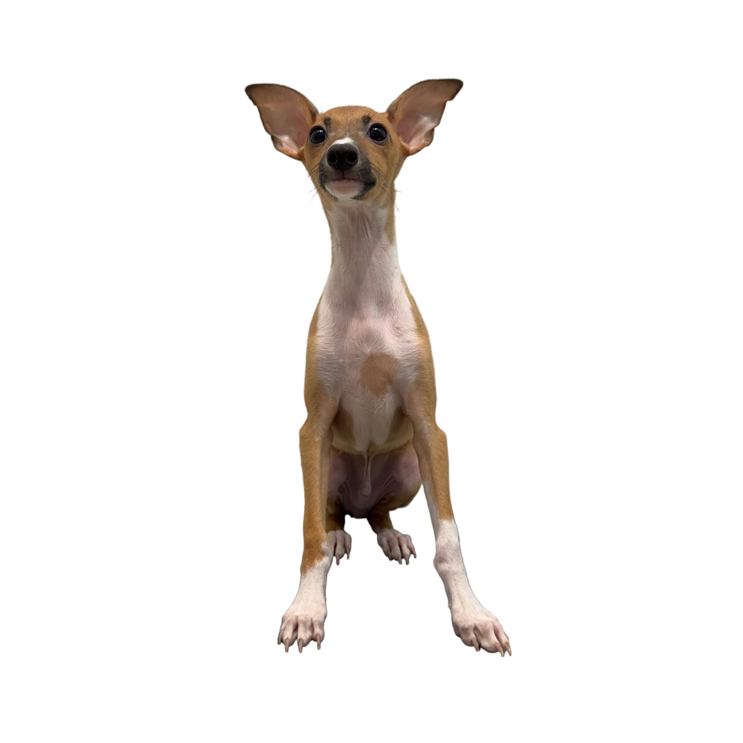 ITALIAN GREYHOUND 9593 BOY