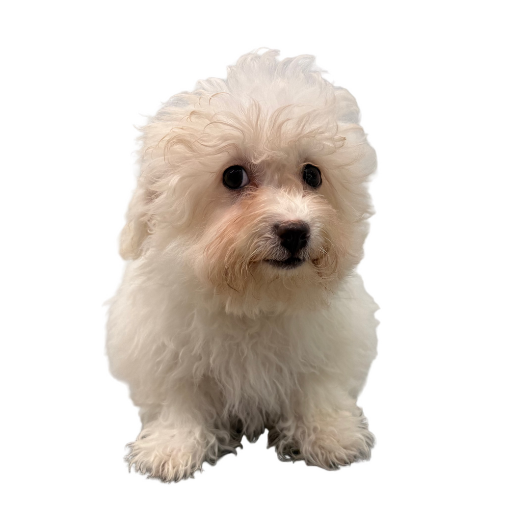 BICHON FRISE 9565 GIRL